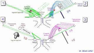 Lisfranc Injury  Everything You Need To Know  Dr Nabil Ebraheim [upl. by Ardnek217]