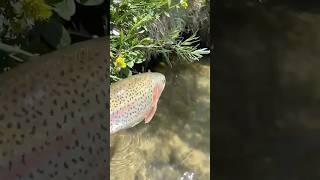 Fat Rainbow Trout Release [upl. by Denni]