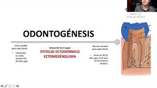 Odontogénesis 1ra parte [upl. by Ruosnam]