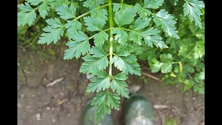 Hemlock Water Dropwort [upl. by Floris804]