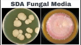 sabouraud dextrose agar sda composition principle anduses [upl. by Jankey532]