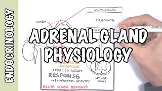 Endocrinology  Adrenal Gland Hormones [upl. by Loredana]