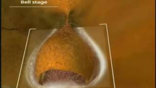 Odontogenesis Embriologia Dental HD [upl. by Dippold678]