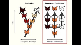 GRADUALISM vs PUNCTUATED EQUILIBRIUM EVOLUTION BY NS  LIFE SCIENCES G12 ThunderEduc  MSAIDI [upl. by Reich867]