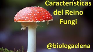 Características del Reino Fungi  Los Hongos [upl. by Ermengarde897]