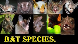 Bat Species  All Bat Species In The World [upl. by Asillam]