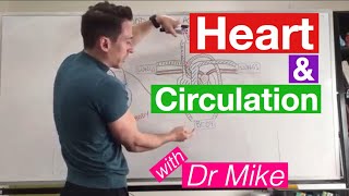 Heart Circulation  Cardiology [upl. by Ainafets518]