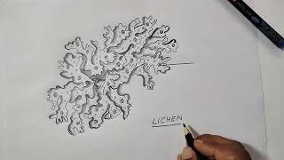 Lichen diagram for class 11 Biology [upl. by Russon593]