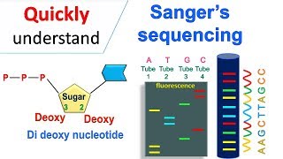 Sanger sequencing [upl. by Mehetabel786]