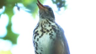 Wood thrush bird song  call  sounds [upl. by Hutt]