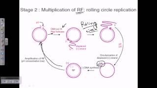 Introduction to Human Herpesviruses HHV [upl. by Spenser]