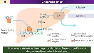 Farmacocinética METABOLISMO de fármacos [upl. by Lawlor]