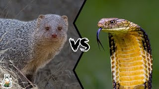 INDIAN GREY MONGOOSE VS KING COBRA  Can mongoose kill King Cobra [upl. by Dena]