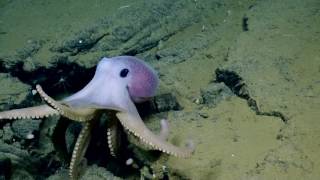 Adorable Pink Octopus  Nautilus Live [upl. by Anjela]