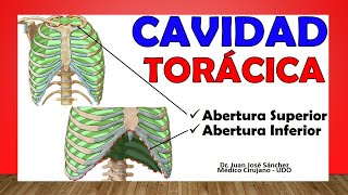 🥇 CAVIDAD TORÁCICA Tórax Óseo ¡Fácil Explicación [upl. by Ecinerev]