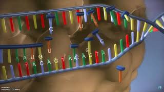 DNA translatie transcriptie en eiwitsynthese [upl. by Harbert]