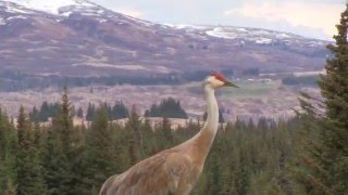 Sandhill Crane Vocalizations [upl. by Nnahtebazile]