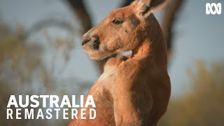 Battle of the boxing kangaroos  Australia Remastered [upl. by Fiora]