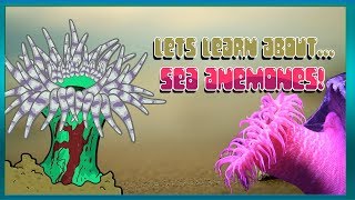 Lets Learn About Sea Anemones  Bouncy Bounce Kids [upl. by Glaser182]