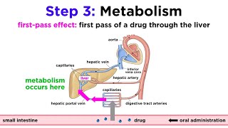 Pharmacokinetics How Drugs Move Through the Body [upl. by Vaden]