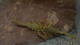 Scorpion Mating Ritual [upl. by Chester379]