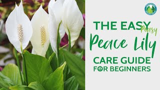 The Easy Peace Lily Plant Care Guide for Beginners  Houseplant Resource Center [upl. by Narruc976]