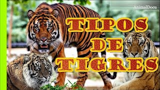 TIPOS DE TIGRES QUE EXISTEN [upl. by Lubet416]