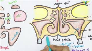 Maxillary Air Sinus Anatomy  Paranasal Air Sinuses  Function  Location  Relations  Blood Supply [upl. by Kaule995]