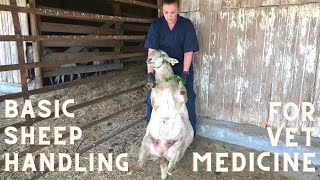 Basic Sheep Handling for the Veterinary Technician [upl. by Seen266]