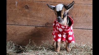 The Greatest Goat Kid PJ Party Ever [upl. by Bradshaw]