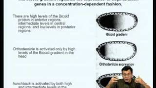 Mod07 Lec24 Gene Regulation during Drosophila Development [upl. by Lillywhite]