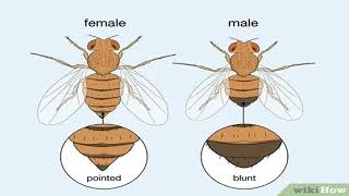 Biology of Drosophila melanogaster [upl. by Aniral239]