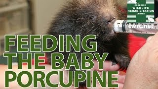 Feeding the Baby Porcupine [upl. by Atoiganap353]