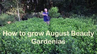 How to grow August Beauty Gardenia with a detailed description [upl. by Coffey713]