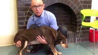 How to lift a dog after surgery [upl. by Arramas]