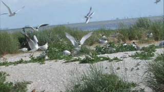 Henk Wijngaard  De Waddenzee [upl. by Deutsch628]