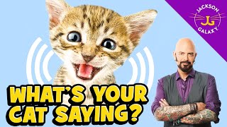 Cat Vocalizations and What They Mean [upl. by Nami]