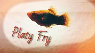 Keeping and Growing PLATY FRY [upl. by Jegger]