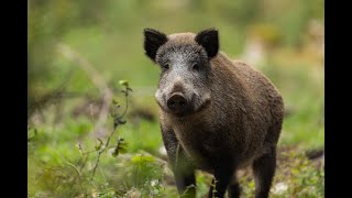 Wild Italy  Il Cinghiale Documentario [upl. by Yusem]