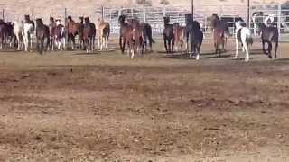 Wild Horse Corral BLM Facility in Burns Oregon [upl. by Wavell263]