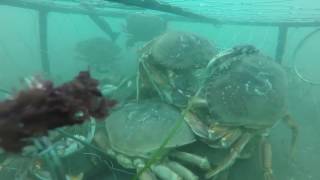 GoPro Crabbing Bandon Oregon 2016 [upl. by Anthea484]