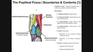 The Popliteal Fossa EXPLAINED  Boundaries amp Contents [upl. by Marceau424]