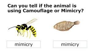 Animals using mimicry and camouflage [upl. by Euqenimod]