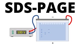 SDSPAGE explained  Protein Separation Technique [upl. by Bartolome924]