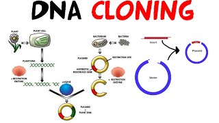 DNA cloning [upl. by Chill]