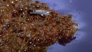 Ants Ingenious Survival Method During Flood  Superswarm  BBC Earth [upl. by Ansell]