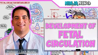 Embryology  Development of Fetal Circulation [upl. by Anigue]