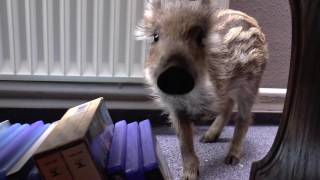 Ein Wildschweinbaby als neuer Mitbewohner [upl. by Ahter134]