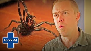 Tim Faulkner Finds Two Funnel Web Spiders In Friends House  Bondi Vet [upl. by Beatty]