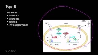 Steroid hormone receptors [upl. by Zebulen]